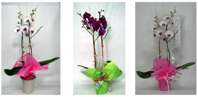 orquidea phalaenopsis de 2 baras